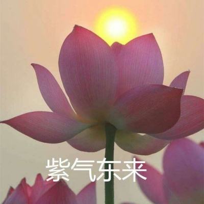 阴影之歌手机版下载